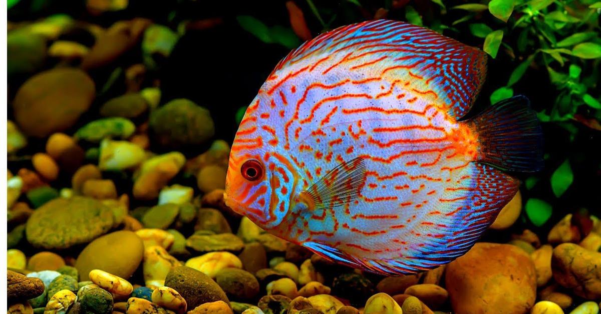 Pictures of Discus