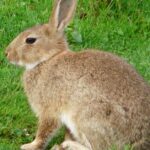 Pictures of English Angora Rabbit