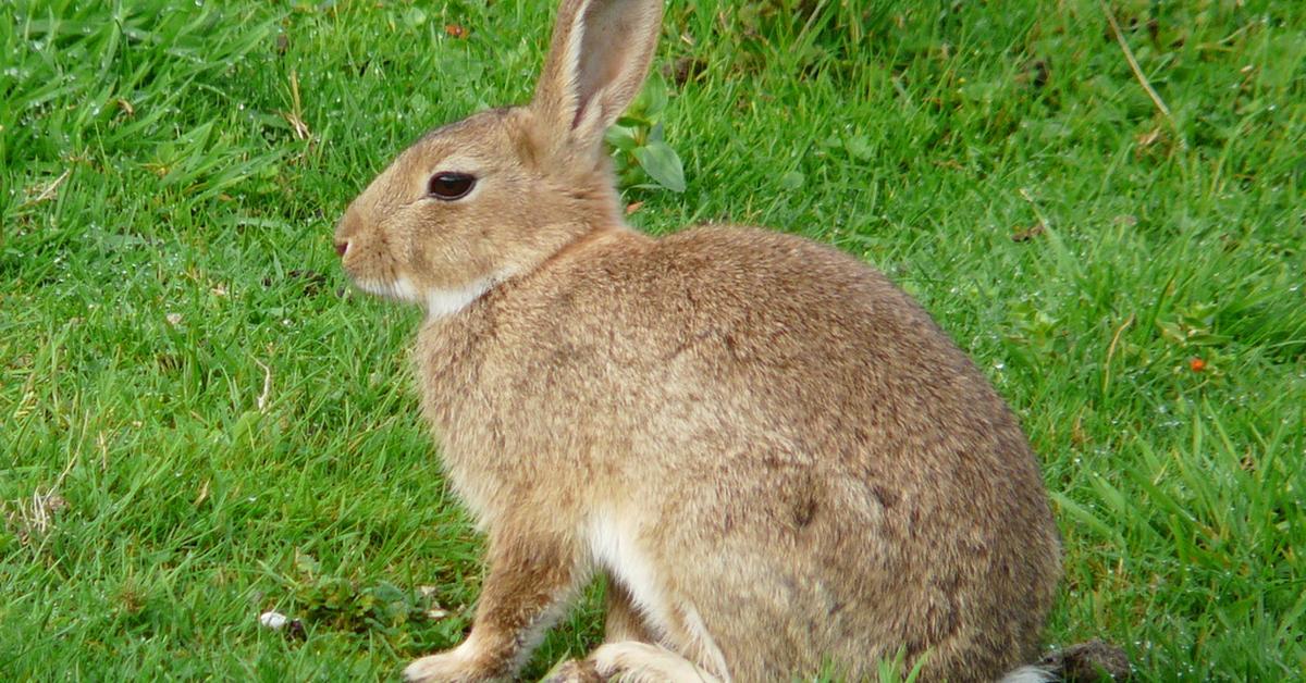 Pictures of English Angora Rabbit