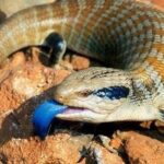 Pictures of Blue Belly Lizard