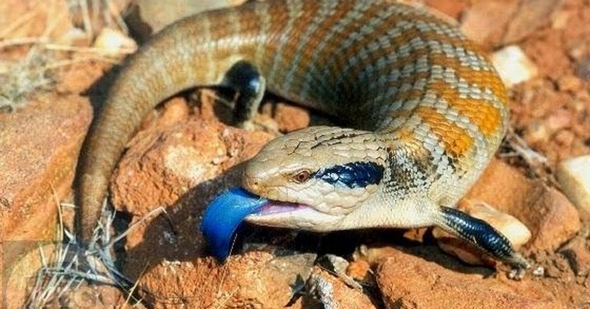 Pictures of Blue Belly Lizard