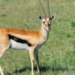 Pictures of Gazelle