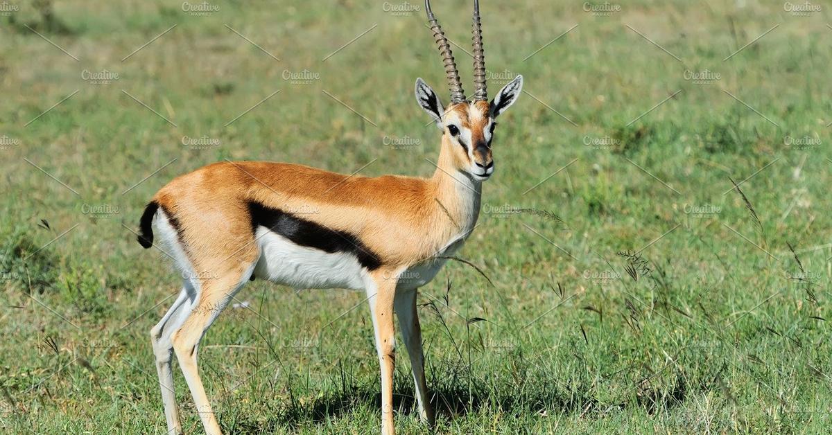 Pictures of Gazelle