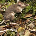 Pictures of Woodrat