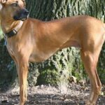 Pictures of Mountain Cur