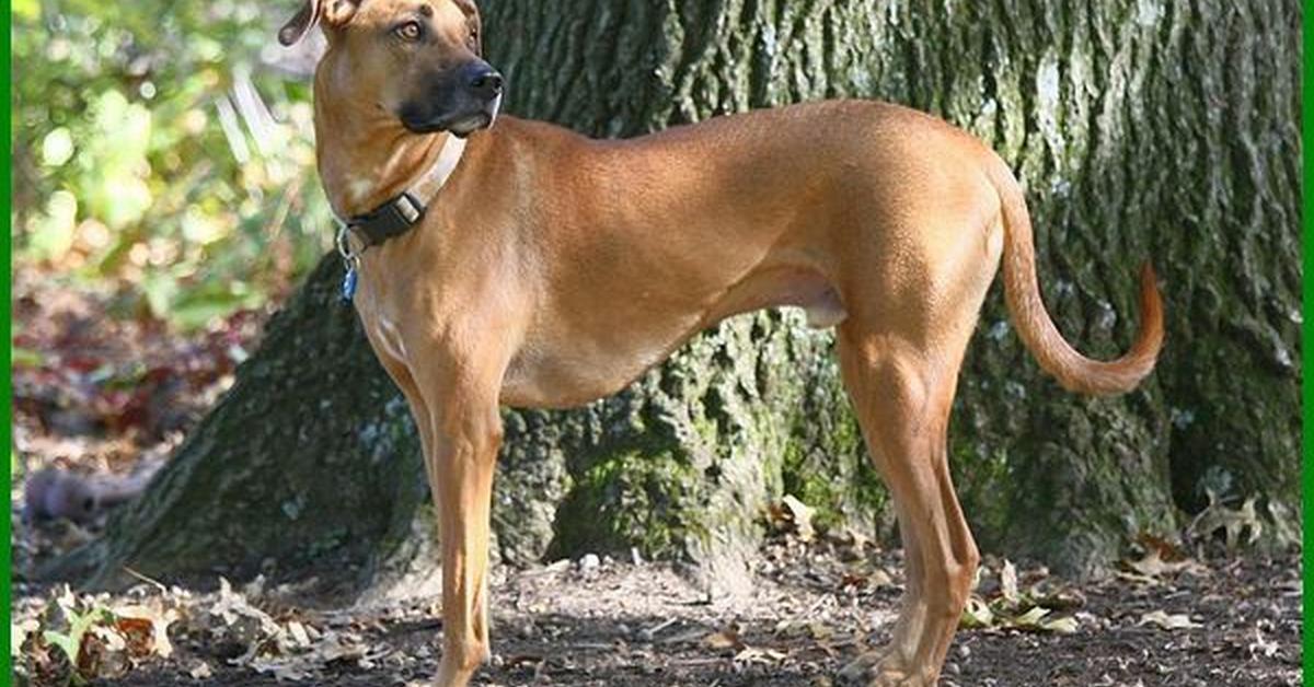 Pictures of Mountain Cur