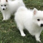 Pictures of Japanese Spitz