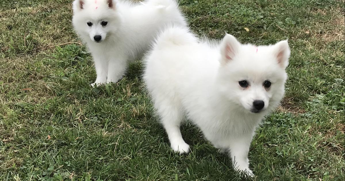 Pictures of Japanese Spitz