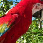 Pictures of Parrot