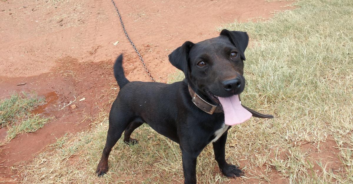 Pictures of Patterdale Terrier