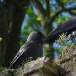 Pictures of Crow