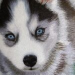 Pictures of Husky