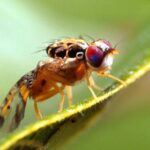 Pictures of Fruit Fly