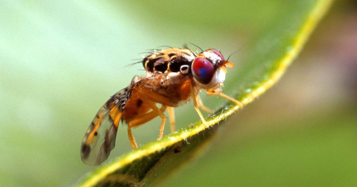 Pictures of Fruit Fly