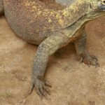 Pictures of Komodo Dragon