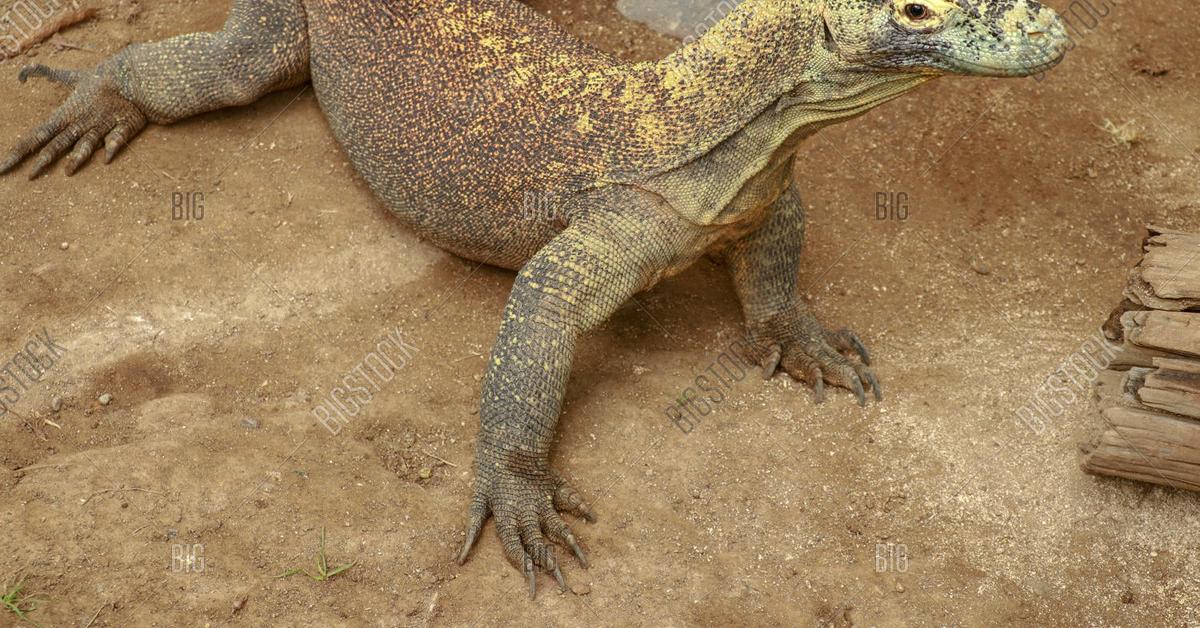 Pictures of Komodo Dragon