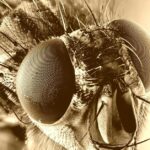 Pictures of Housefly