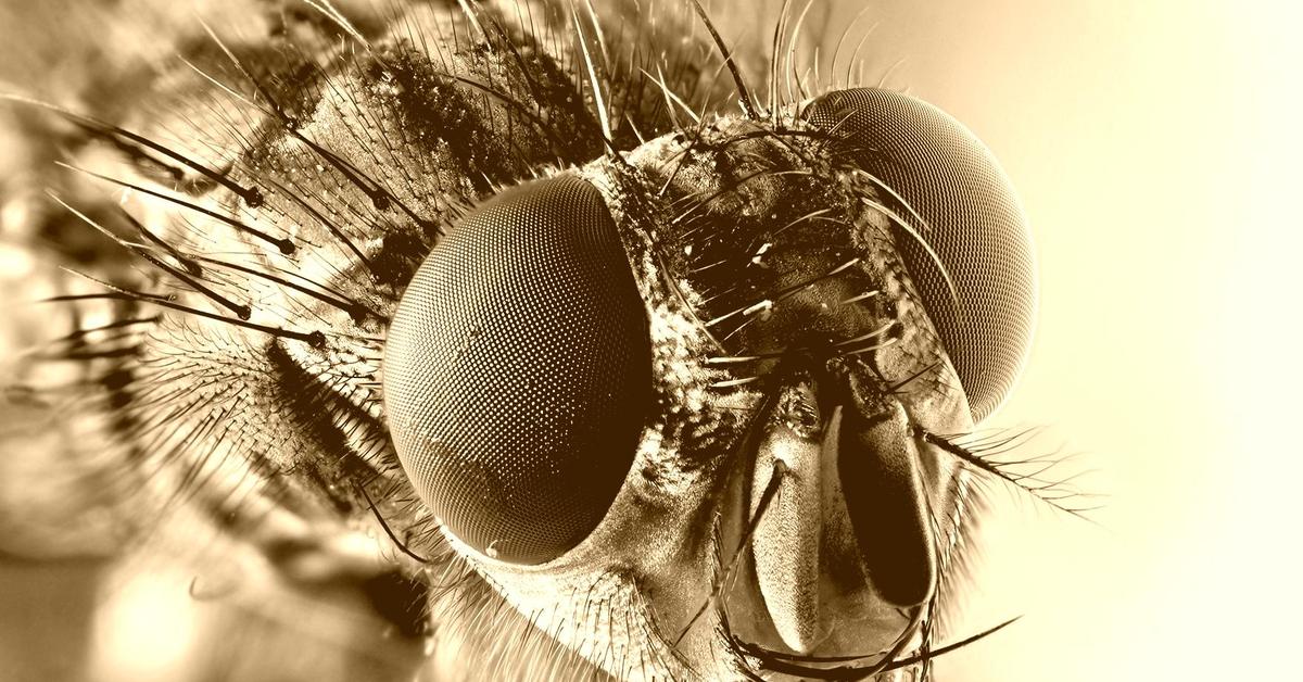 Pictures of Housefly