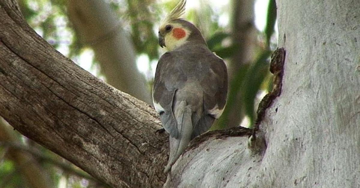 Pictures of Cockatiel