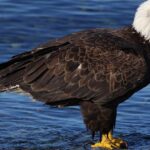 Pictures of Bald Eagle