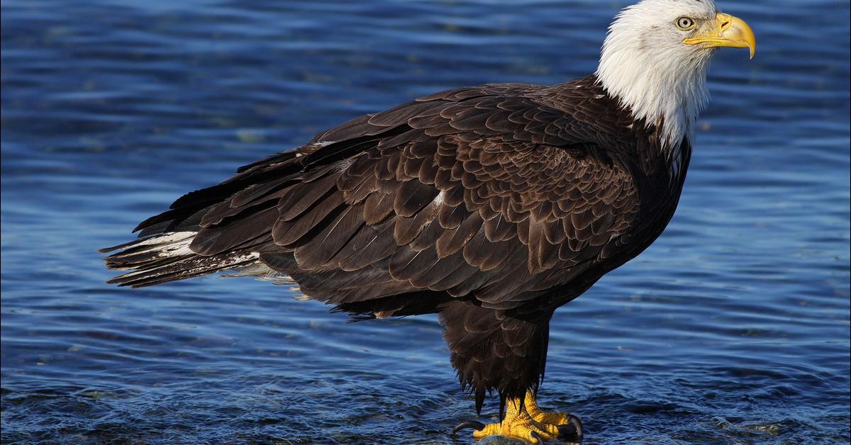 Pictures of Bald Eagle