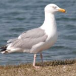 Pictures of Seagull