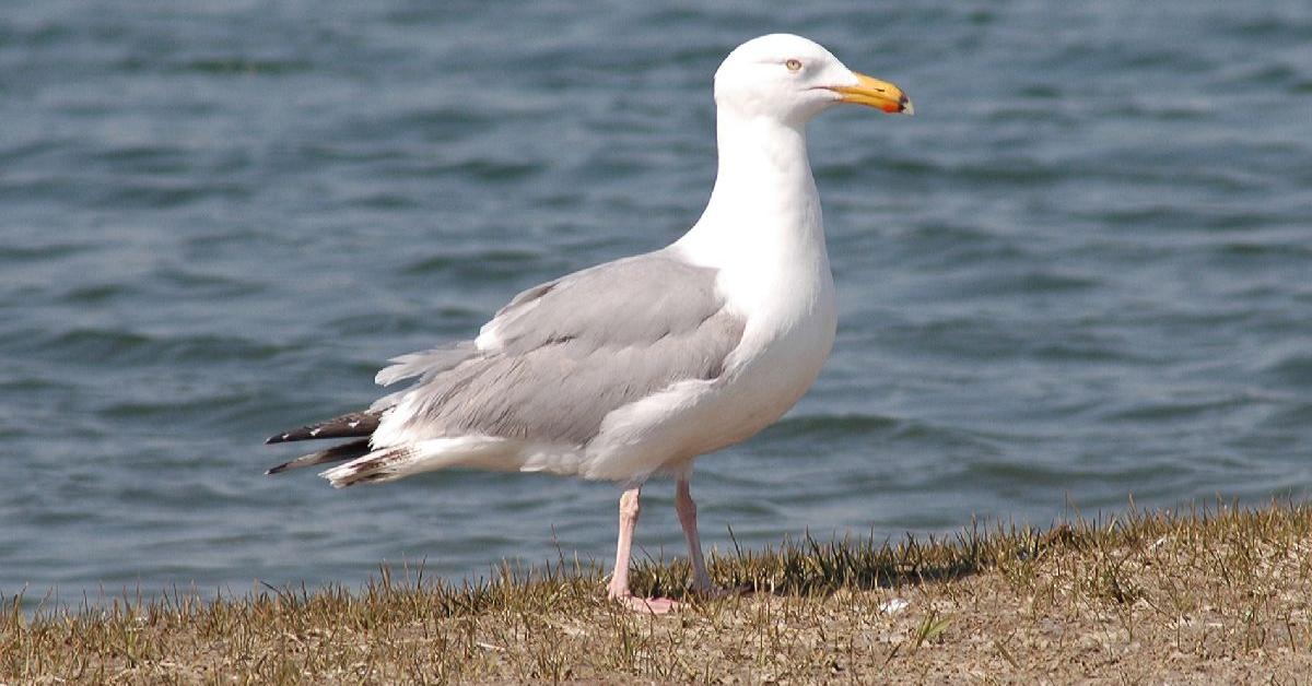 Pictures of Seagull