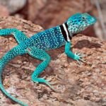 Pictures of Leopard Gecko