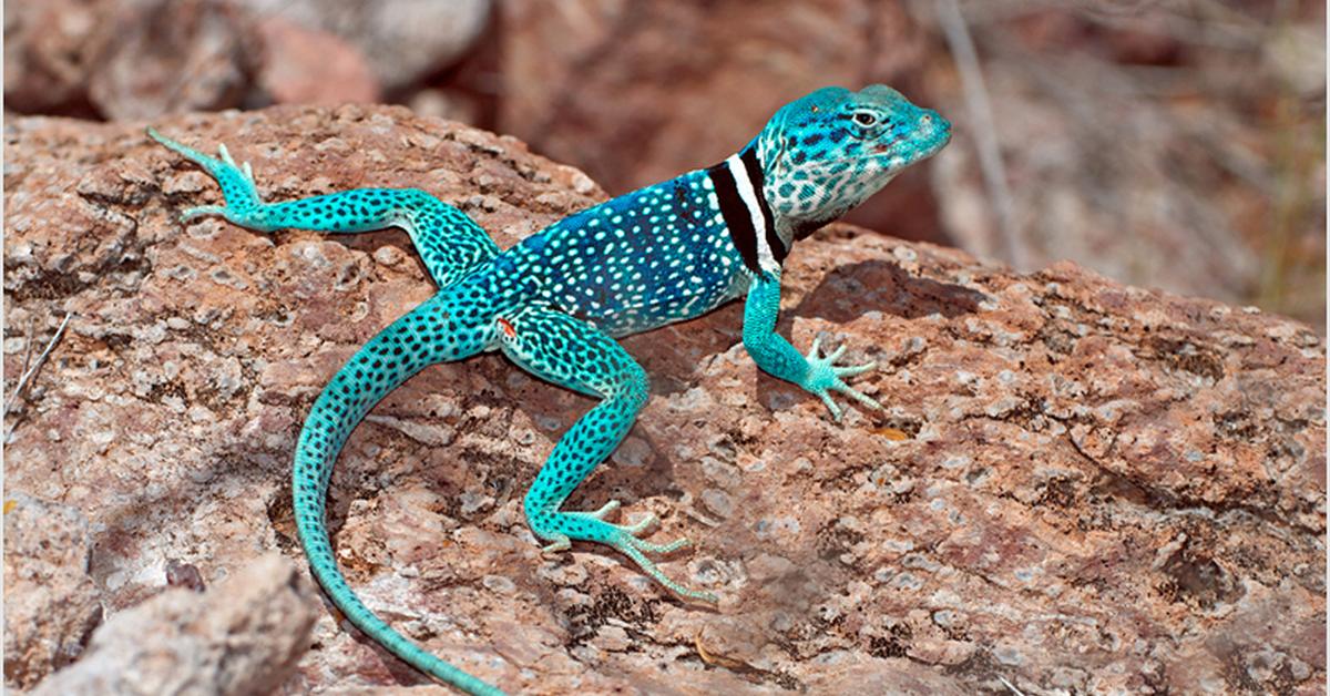 Pictures of Leopard Gecko