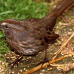 Pictures of Song Sparrow