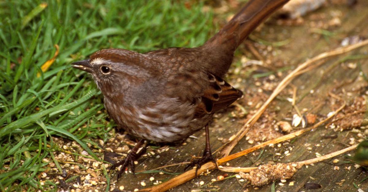 Pictures of Song Sparrow