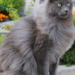 Pictures of Nebelung