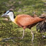 Pictures of Jacana