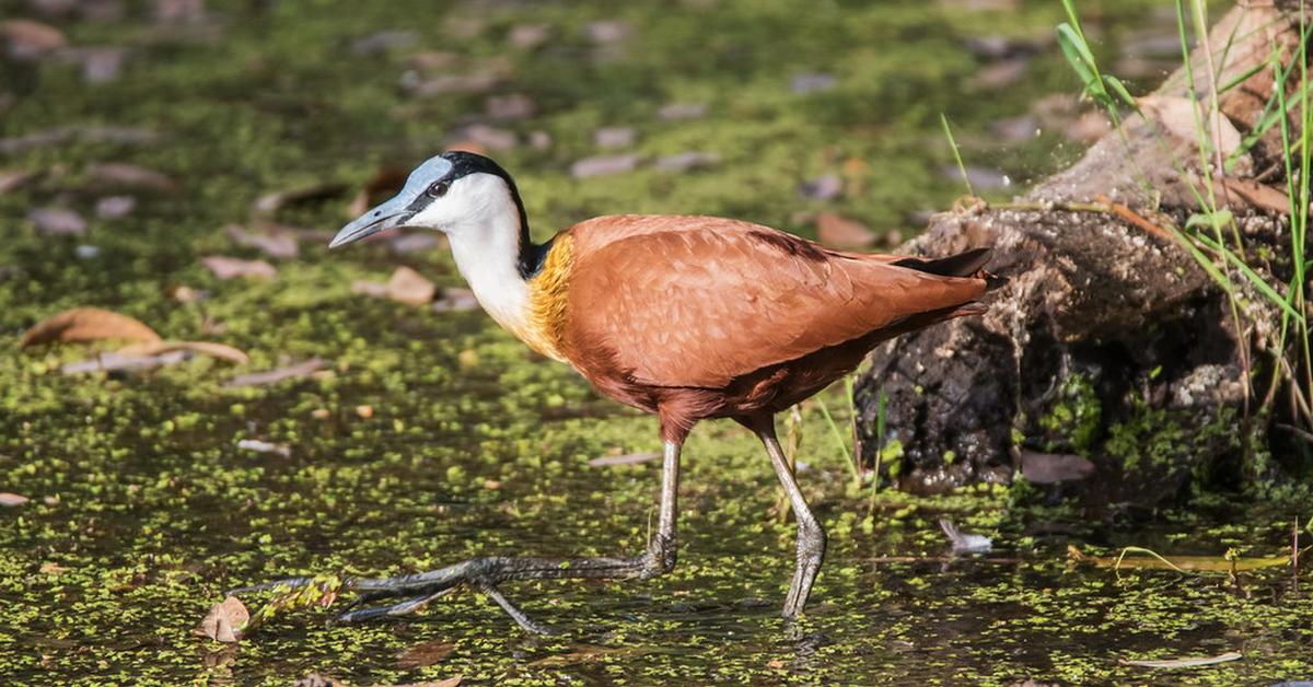 Pictures of Jacana