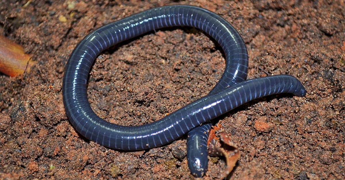 Pictures of Caecilian