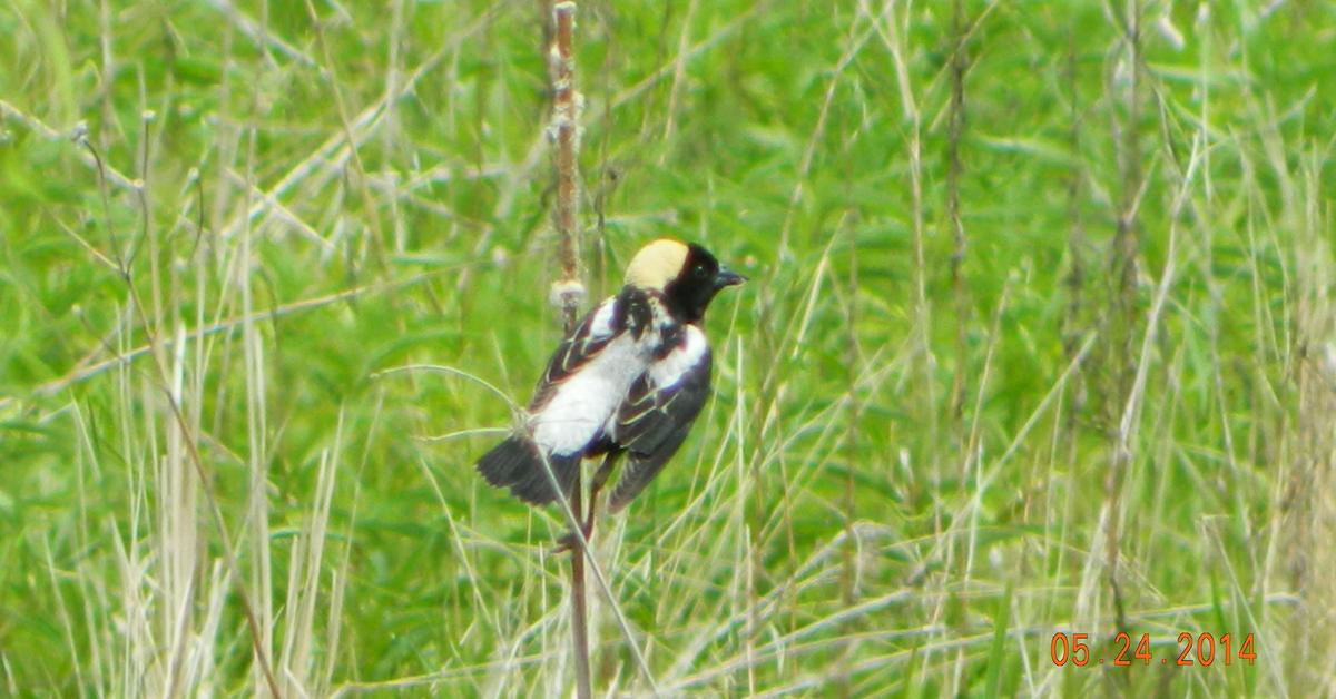 Pictures of Bobolink