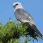 Pictures of Mississippi Kite