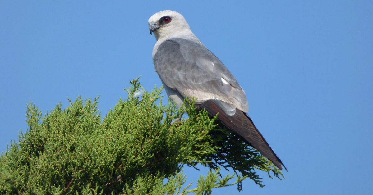 Pictures of Mississippi Kite