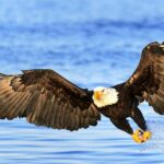 Pictures of Sea Eagle