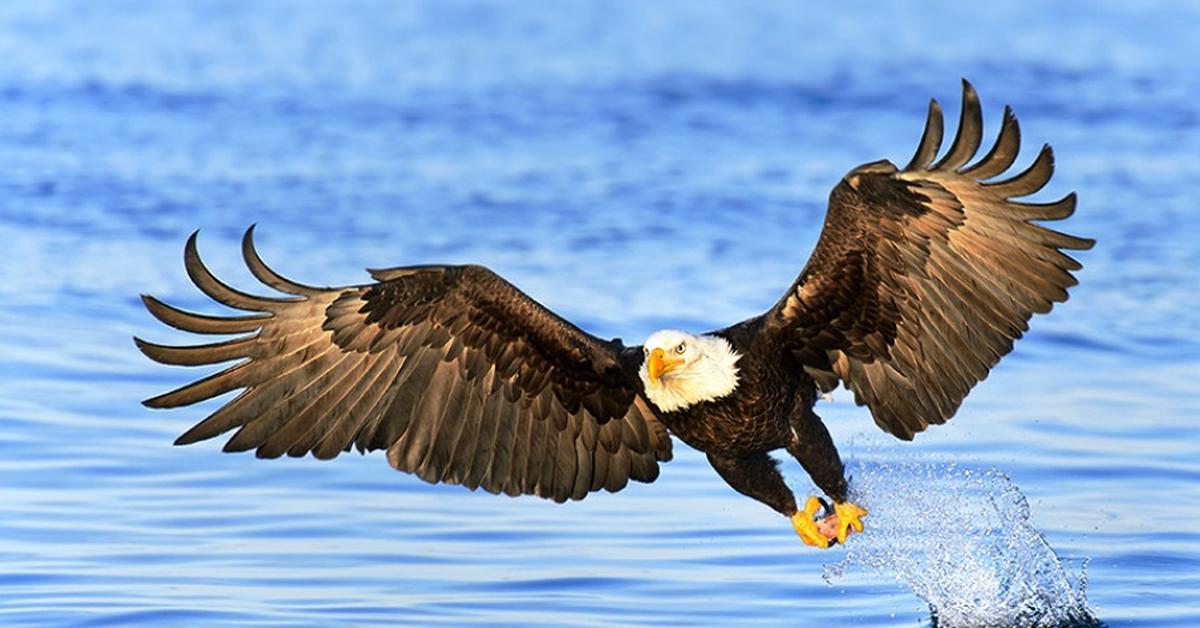 Pictures of Sea Eagle