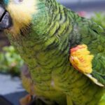 Pictures of Amazon Parrot