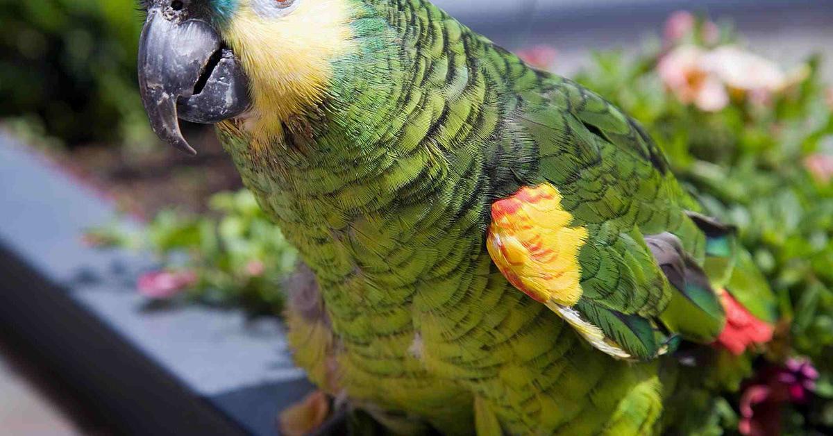 Pictures of Amazon Parrot