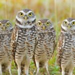 Pictures of Burrowing Owl