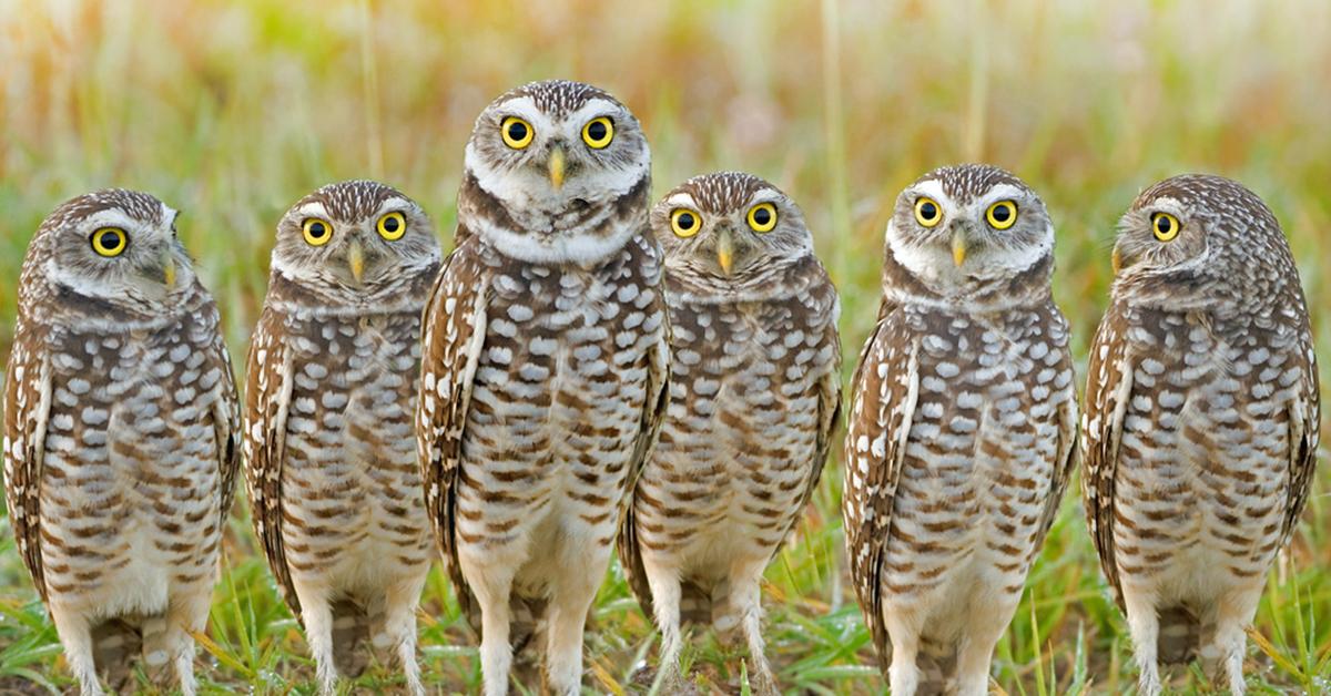 Pictures of Burrowing Owl