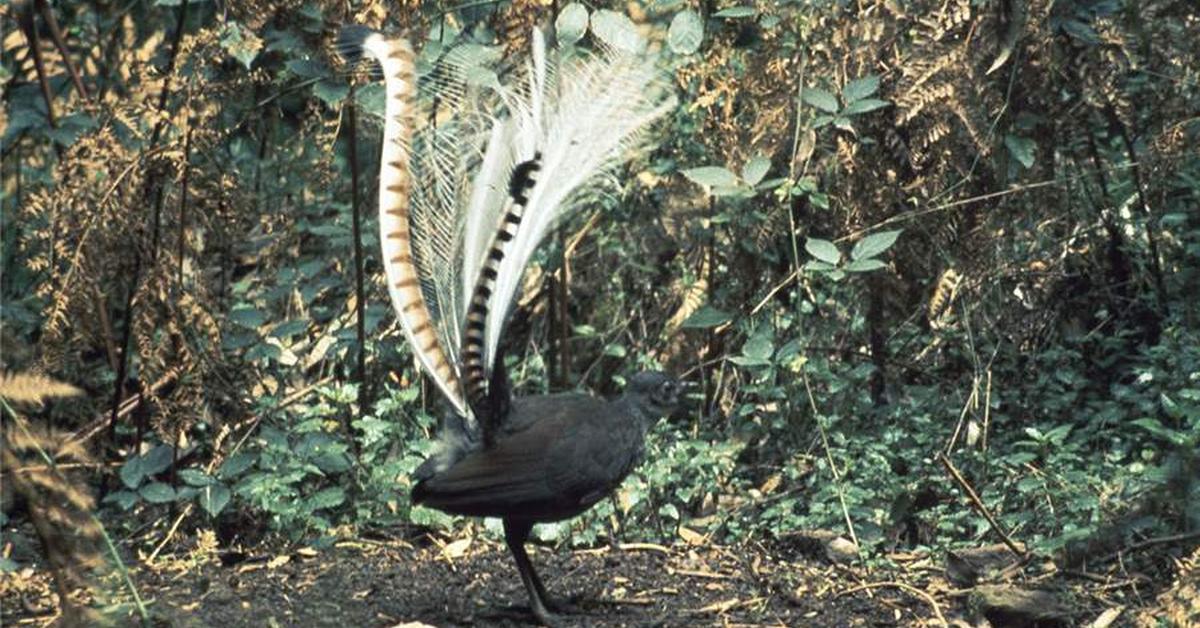 Pictures of Lyrebird