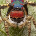 Pictures of Peacock Spider