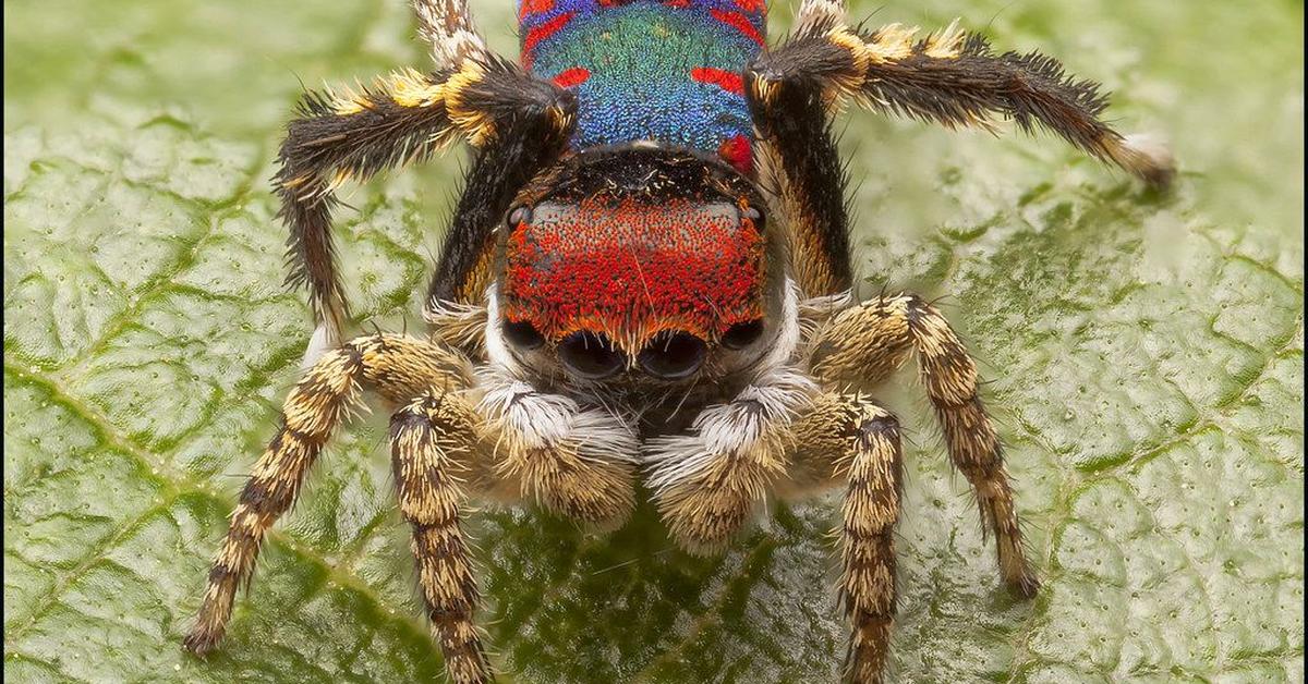 Pictures of Peacock Spider