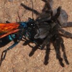 Pictures of Tarantula Hawk