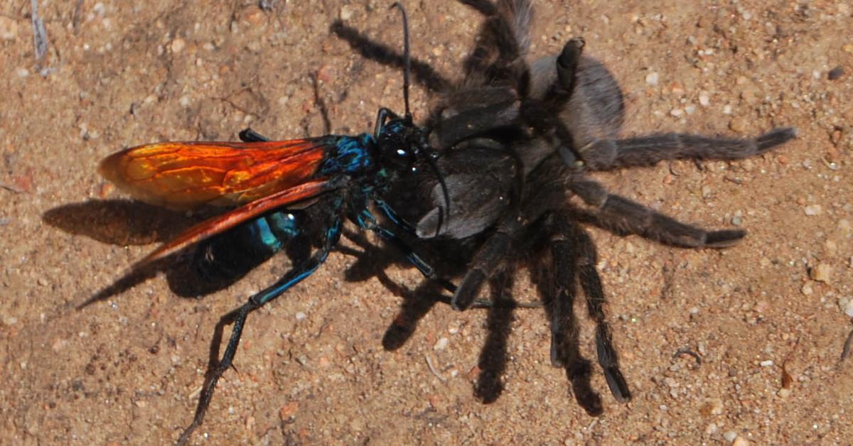 Pictures of Tarantula Hawk