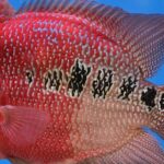 Pictures of Flowerhorn Fish